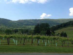 Still another view of mountains (and vineyards) from the farmhouse